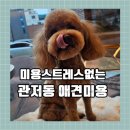 몽숲 | 대전 애견호텔 관저동 애견미용 스트레스 없는 몽숲