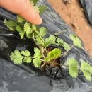 구로농장 | 26년 구로주말농장 분양 후기)4번째 방문 .등원등교 시키고 나는 텃밭으로 .