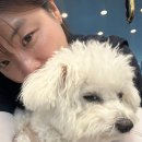 댕스럽개 이미지