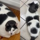 묘생역전 이미지