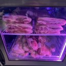 꽃돼지 고기집 | 전민동 고기집 맛집 열두달꽃돼지 - 삼겹살 김치구이 대박 후기