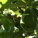 아보카도 이미지