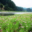 코스모스 산업 이미지