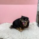써니몽실 이미지