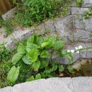 코리아목욕탕 이미지