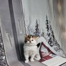 도그앤피플 동물병원 이미지