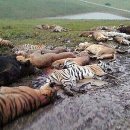 맹수 농장 이미지