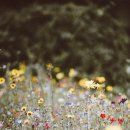 러블리박스 이미지