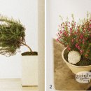 [컨테이너가드닝]향기로 즐기는 4월의 꽃과 식물 이미지