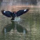 파랑새2 이미지