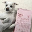 종합사료 | 강아지 사료 추천 본아페티 프레시비프 강아지 활력