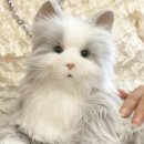 (주)캣프렌즈 이미지