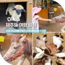 스테이804 | 제주도 여행 2박3일 일정 제주 서쪽 아이와 가볼만한곳
