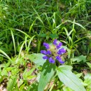 고한숯불닭갈비막국수 이미지