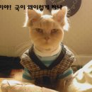 말랑 Daum카페