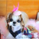 나나애견미용 이미지