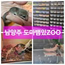 도마뱀있ZOO