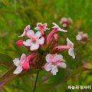 댕강댕강 이미지