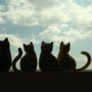 Tiny Cat 이미지