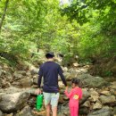 군포사슴목장 | 용인자연휴양림 물놀이 계곡 3곳 가는길 자리팁