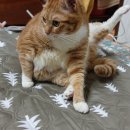 제이앤제이그루밍 | 더안 전기요 1인 전기장판 :) 북유럽스타일 따뜻한전기요 사용후기