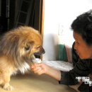 복실이 이미지