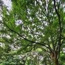 고개너머곰탕 이미지