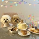 멍파티 | 수원강아지케이크_강아지 생일파티하기 좋은 멍집사! (땅콩이 생일파티후기♥)