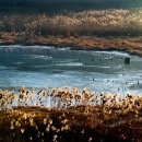 정양늪생명길 이미지