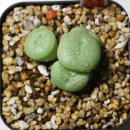 cnophytum flavum ssp. novicium umdaus 이미지