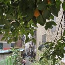 중앙동138 이미지