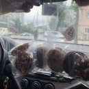 더느린제과점 | <속초 디저트 카페> 더느린제과점 : 유기농 수제쿠키/케이크 전문점