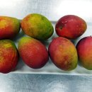 애플망고 이미지