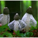 하얀버섯 이미지