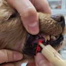 휴동물병원 이미지