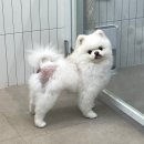 미몽실 이미지