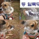 까미