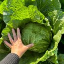 (예약받습니다) 해남 절임배추 100박스 한정판매 이미지