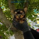 버디독 강아지분양 안심분양센터 김포점 이미지