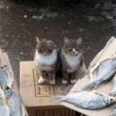 우리생선 이미지