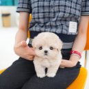 부산강아지분양 테디럽 명지본점 | 부산말티푸분양 테디럽과 신중히 선택해요