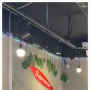천상대게 이미지