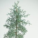 블루아이스식당 이미지