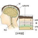 중증세균성수막염진단비보장 특별약관[무배당 내Mom같은 우리아이보험2309] 이미지