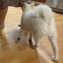 BB 동물병원 이미지