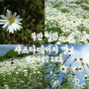 부안변산마실길 | 부안 여행 후기 변산마실길 2코스 샤스타데이지 명소 개화 상황부터 인생샷 꿀팁 총정리