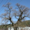 함안 영동리 회화나무 이미지