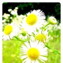 해화가든 이미지