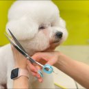 도도버드 이미지