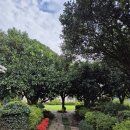 시골길펜션 | [제주 아침의새소리] 제주 시골 남원읍 깔끔한 가성비 펜션